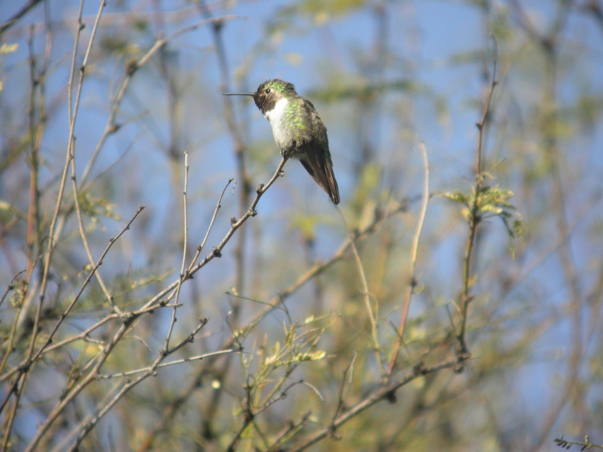 Broad-tailed Hummingbird - Marshall Iliff