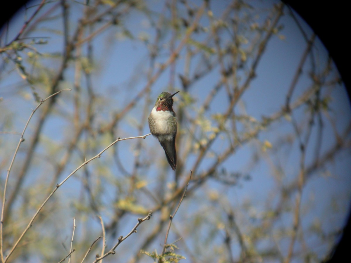 Broad-tailed Hummingbird - ML125680081