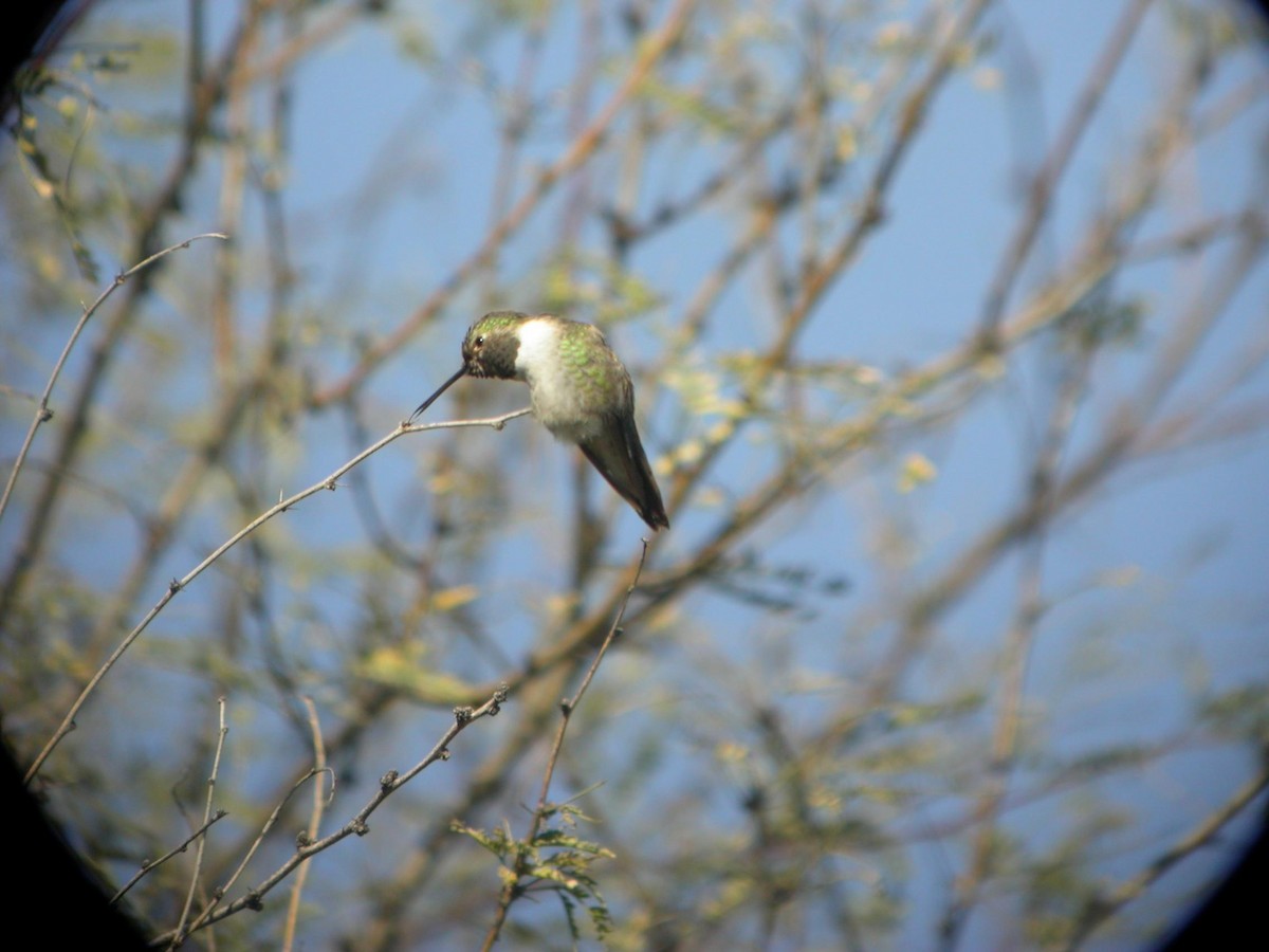 Broad-tailed Hummingbird - ML125680101