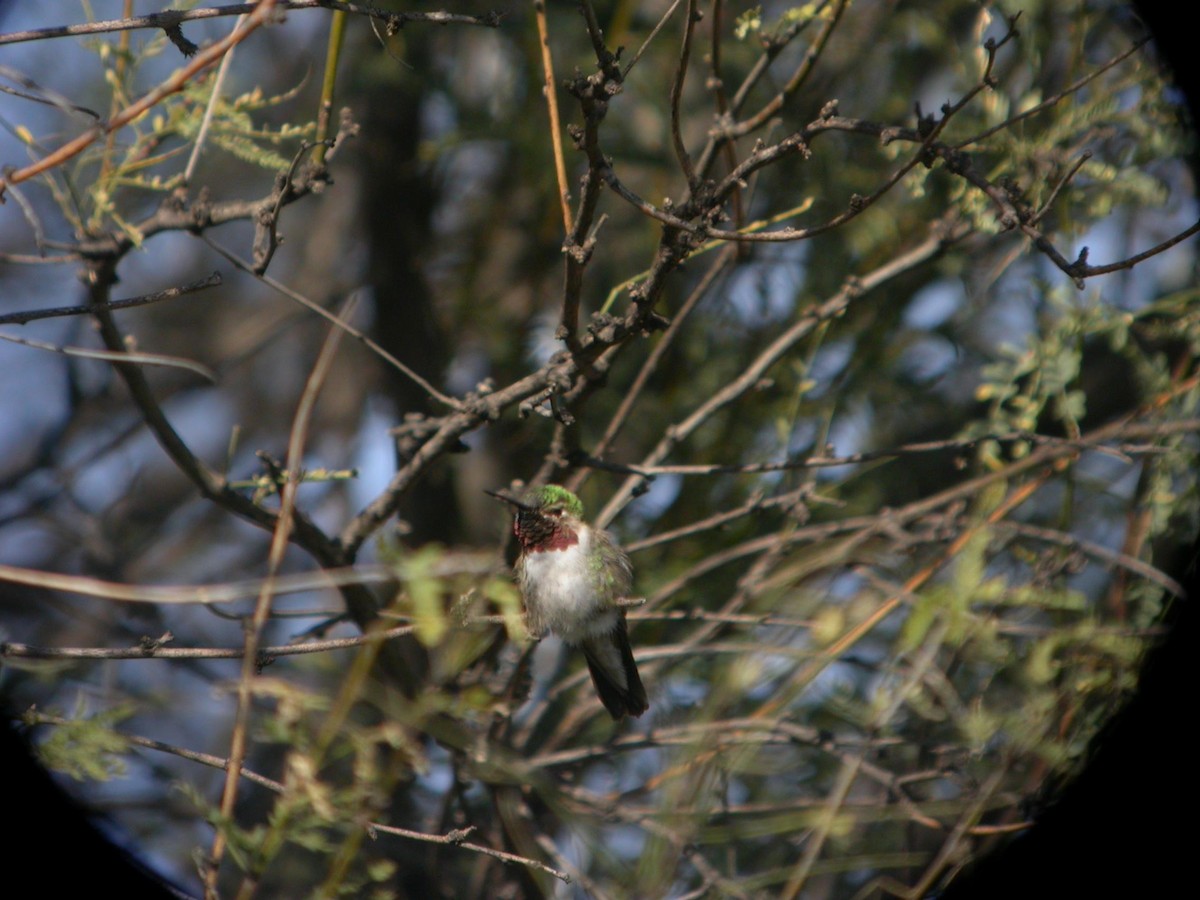 Broad-tailed Hummingbird - ML125680131