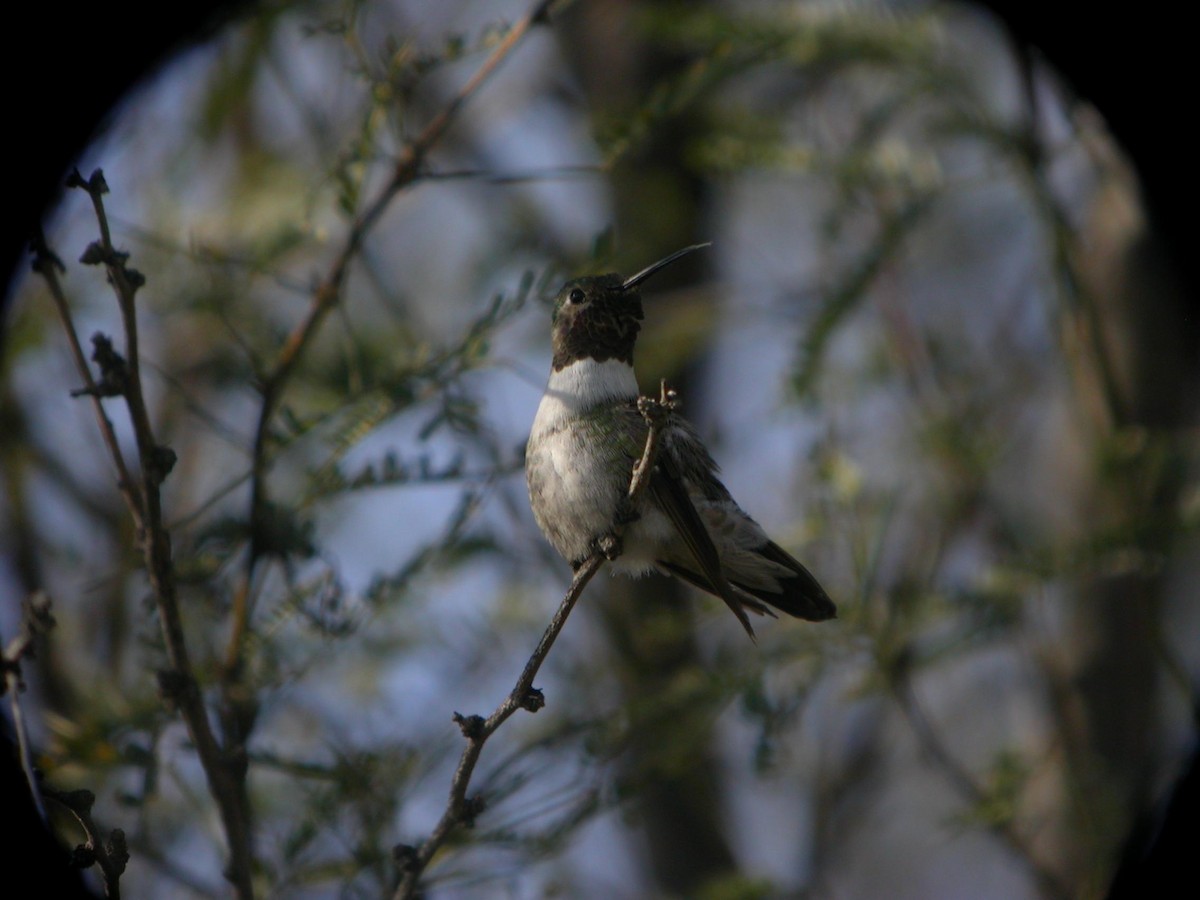 Broad-tailed Hummingbird - Marshall Iliff