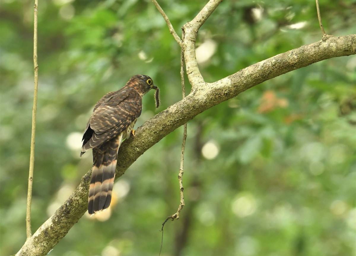 Large Hawk-Cuckoo - Mohammed Sayeer