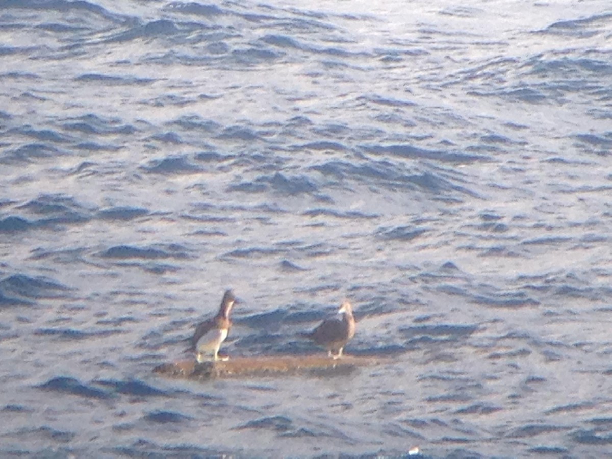 Brown Booby - ML125680991
