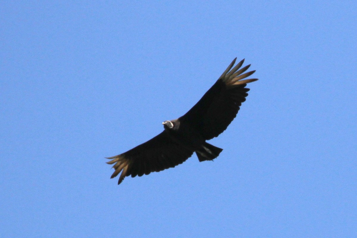 Black Vulture - Pedro Ayres