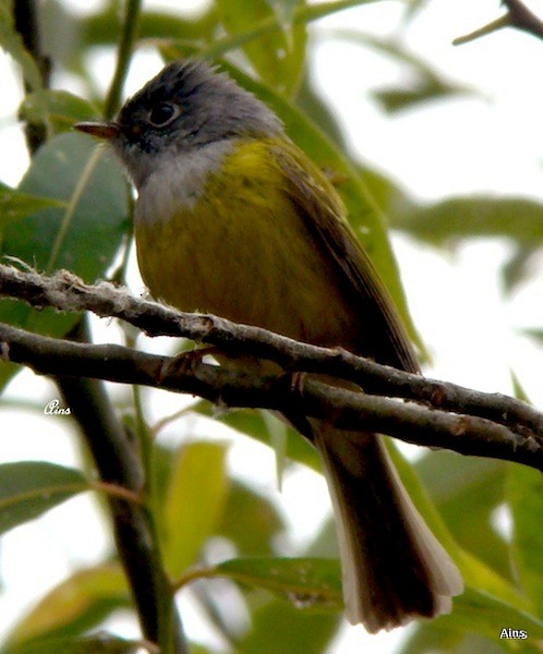 Gray-headed Canary-Flycatcher - Ains Priestman