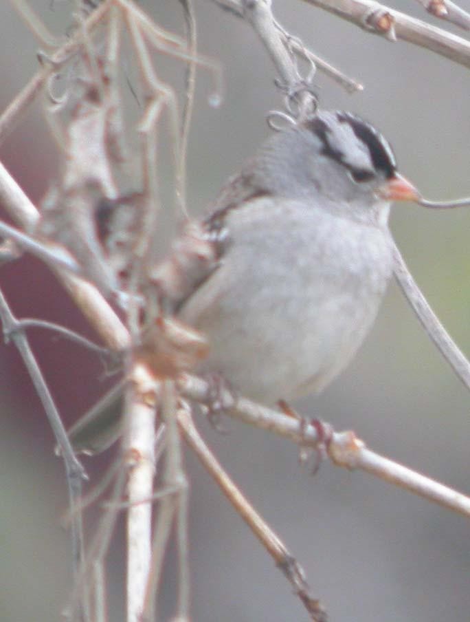 White-crowned Sparrow (Gambel's) - Marshall Iliff