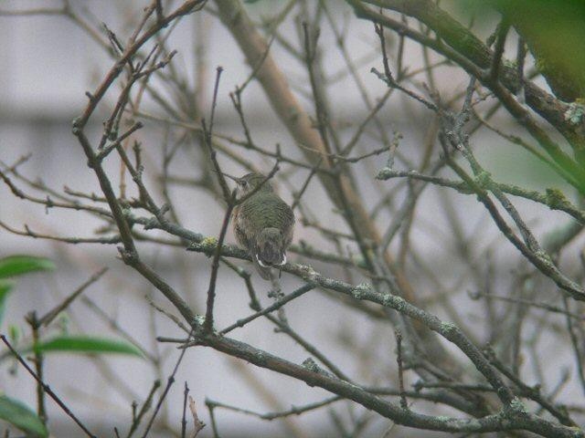 Calliope Hummingbird - ML125686881