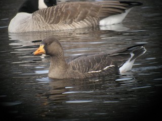 Greater White-fronted Goose (Greenland), ML125687251