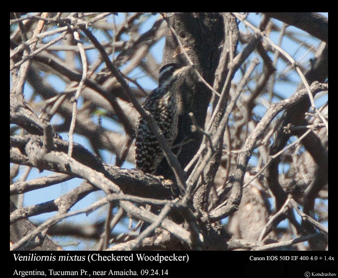 Checkered Woodpecker - Peter Kondrashov