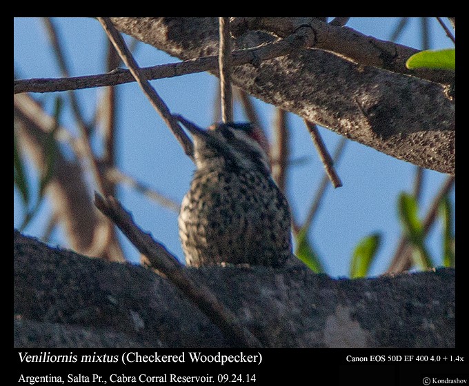 Checkered Woodpecker - Peter Kondrashov