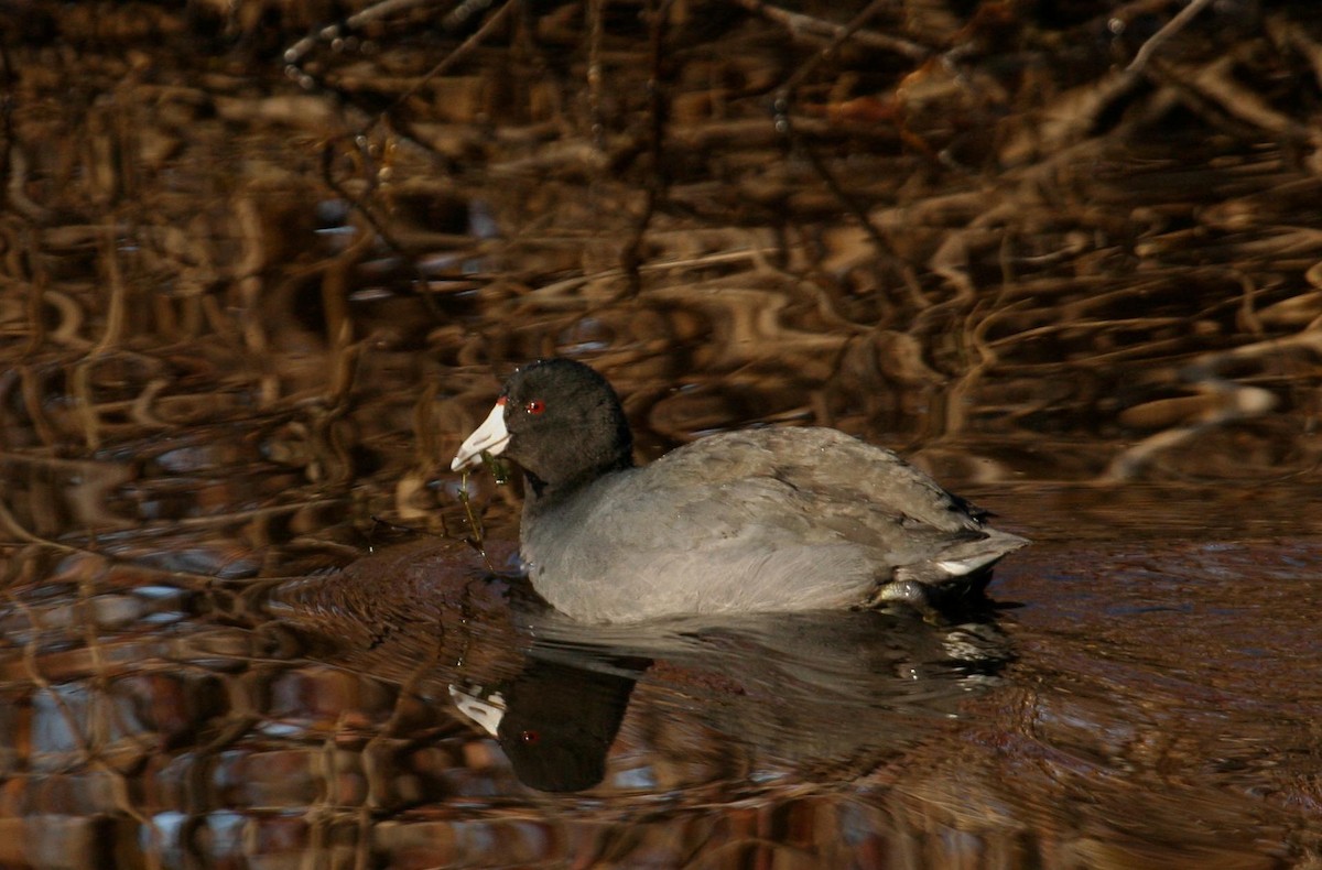 American Coot (Red-shielded) - Marshall Iliff