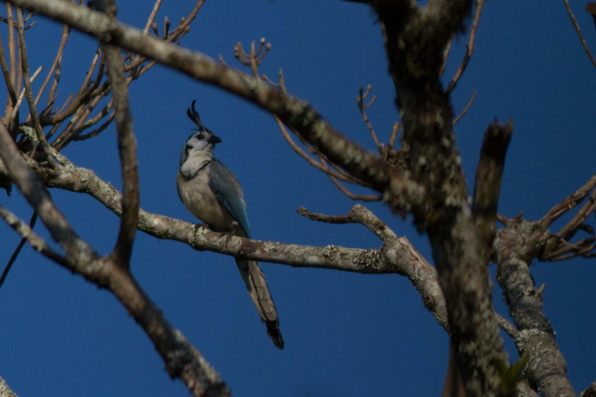 White-throated Magpie-Jay - ML125689301