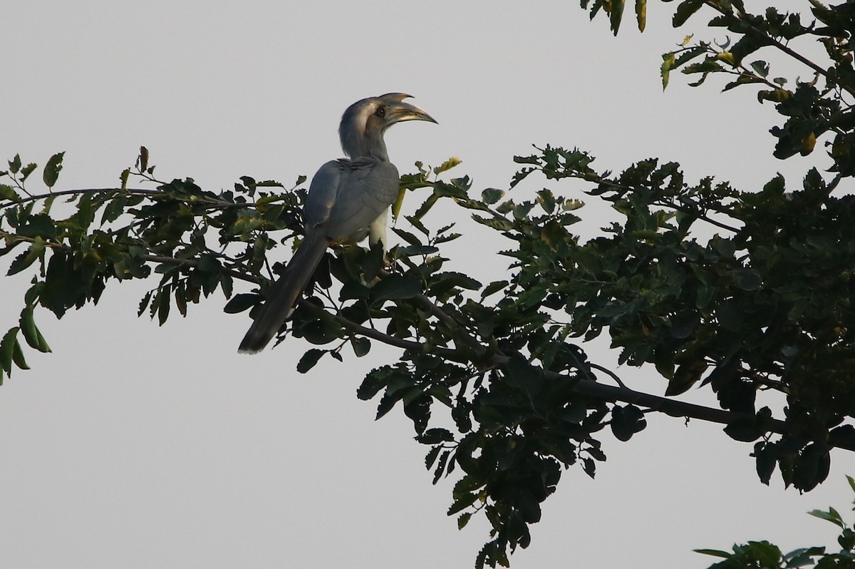 Indian Gray Hornbill - ML125689531