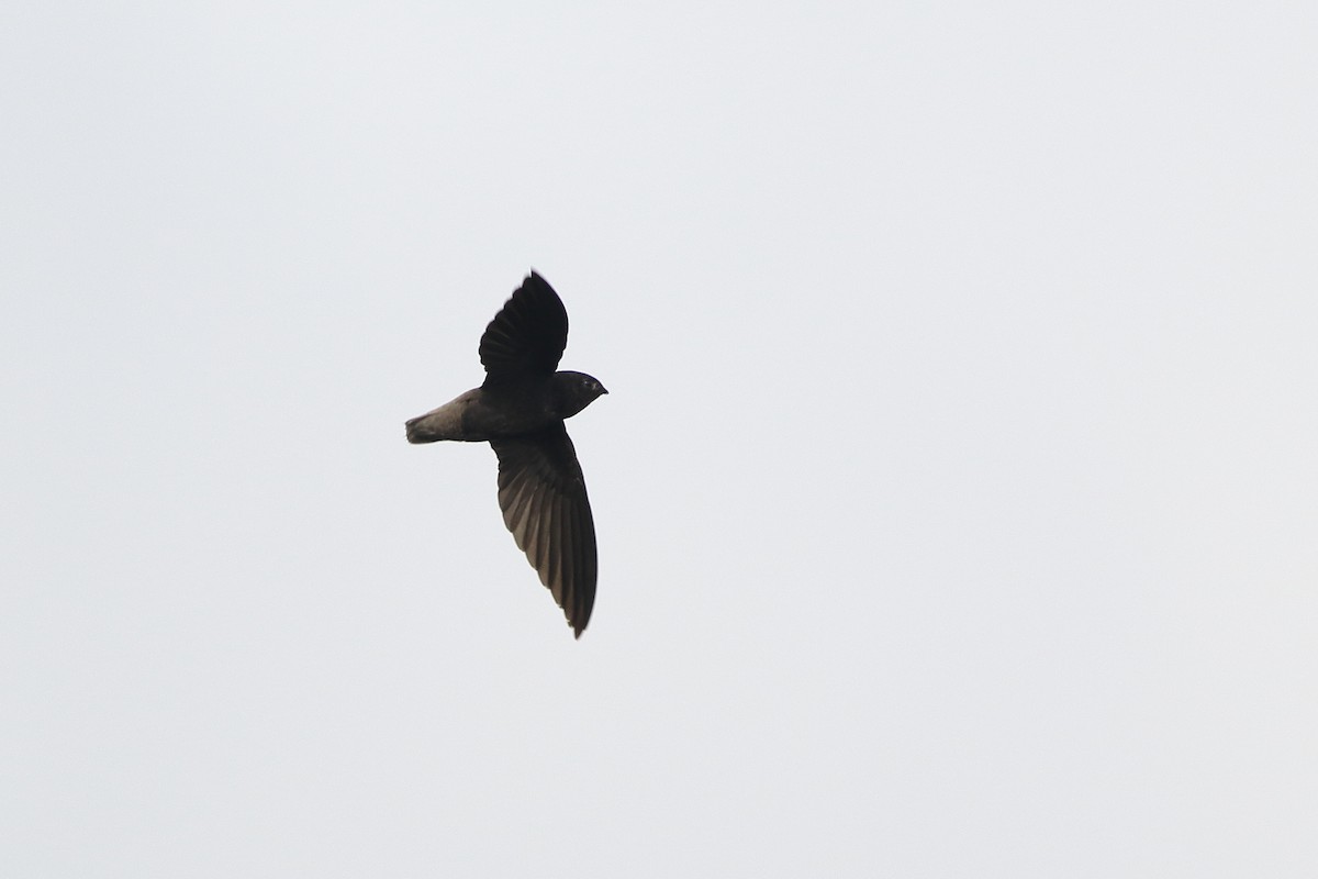 Short-tailed Swift (Short-tailed) - ML125690131
