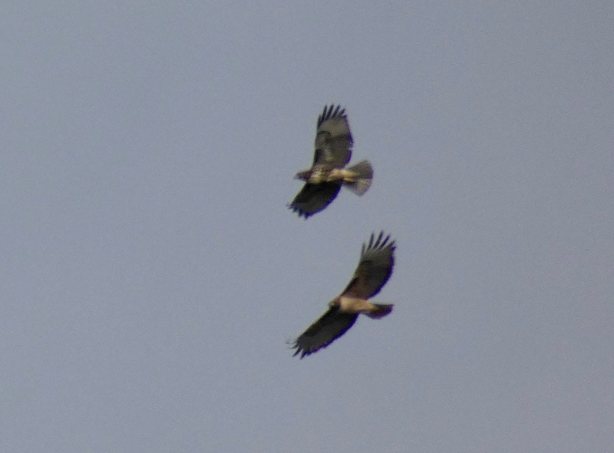 Red-tailed Hawk - ML125691831