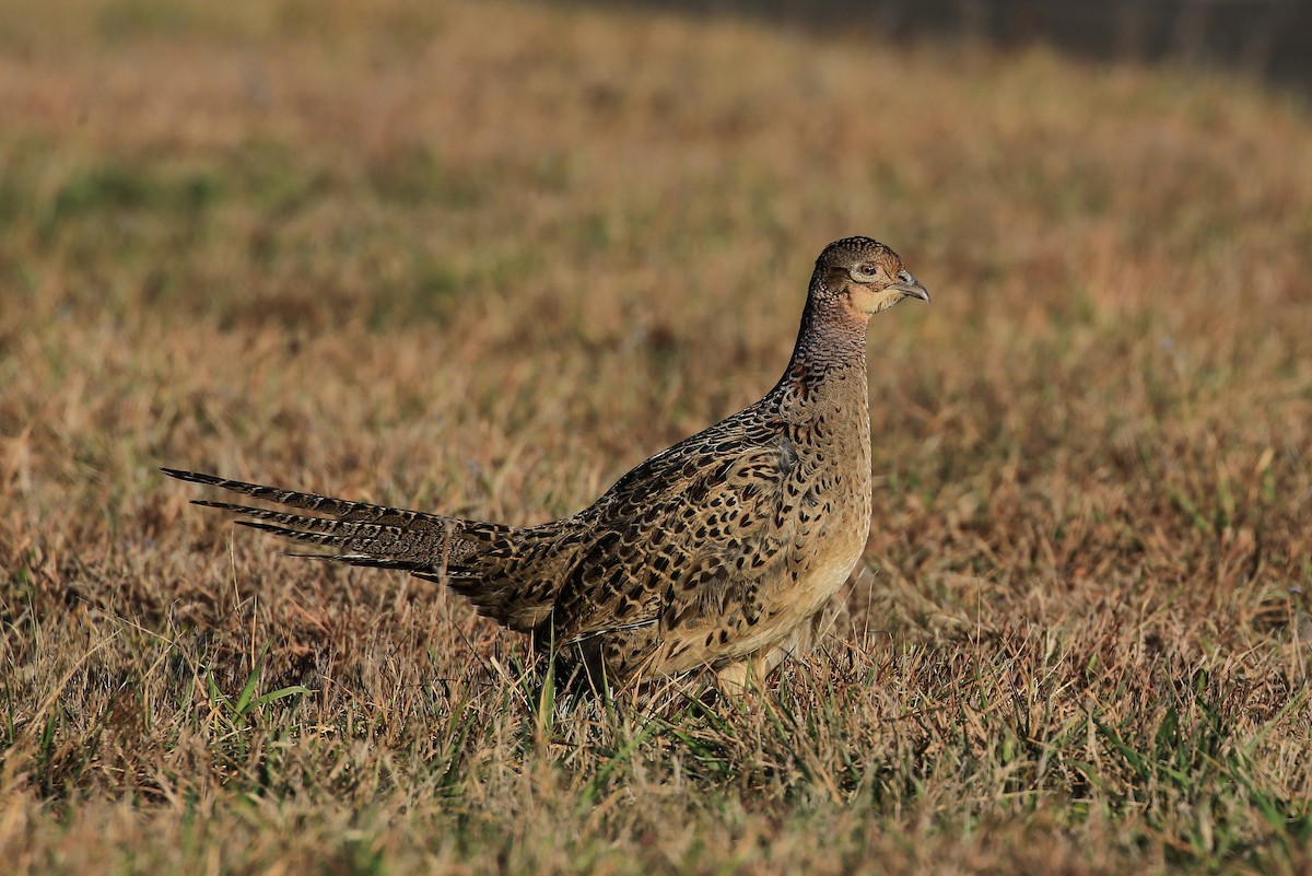 Ring-necked Pheasant - ML125694971