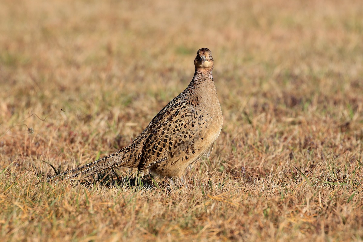 Ring-necked Pheasant - ML125695161