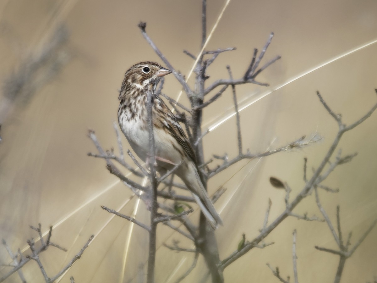 Vesper Sparrow - Dina Perry