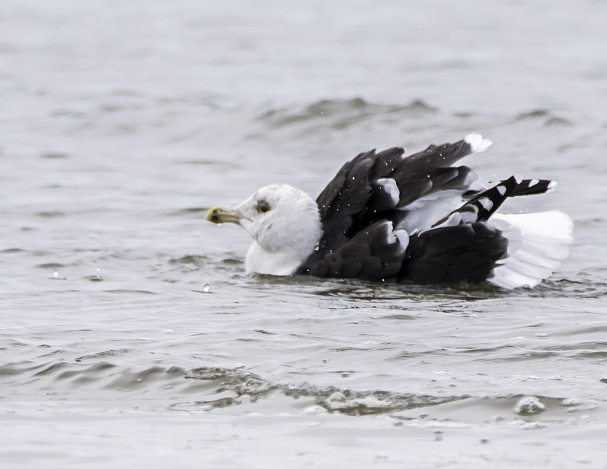 Lesser Black-backed Gull - james poling