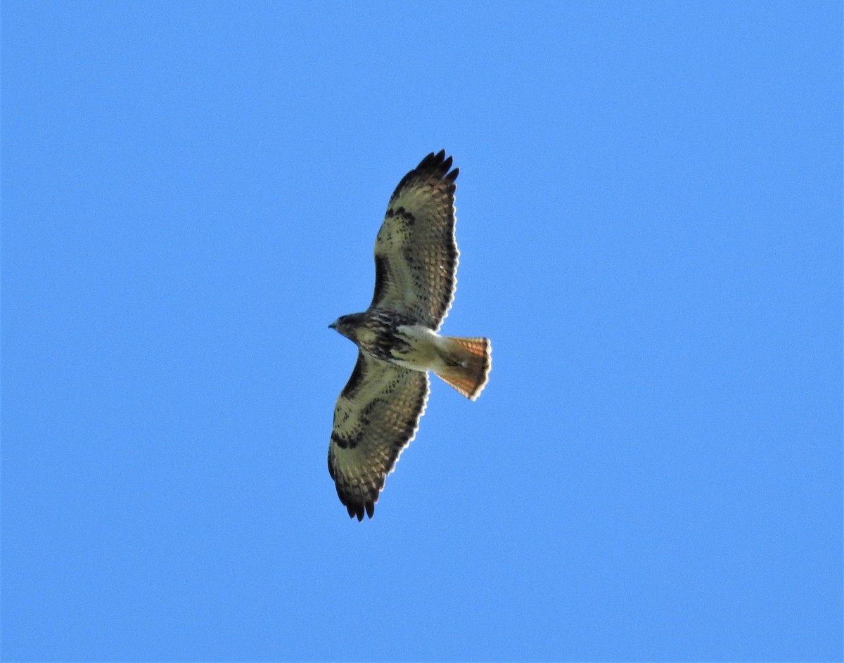 Red-tailed Hawk - david gabay