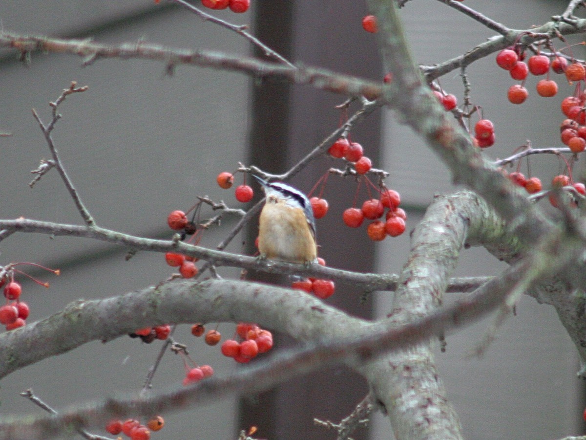 Red-breasted Nuthatch - ML125698631