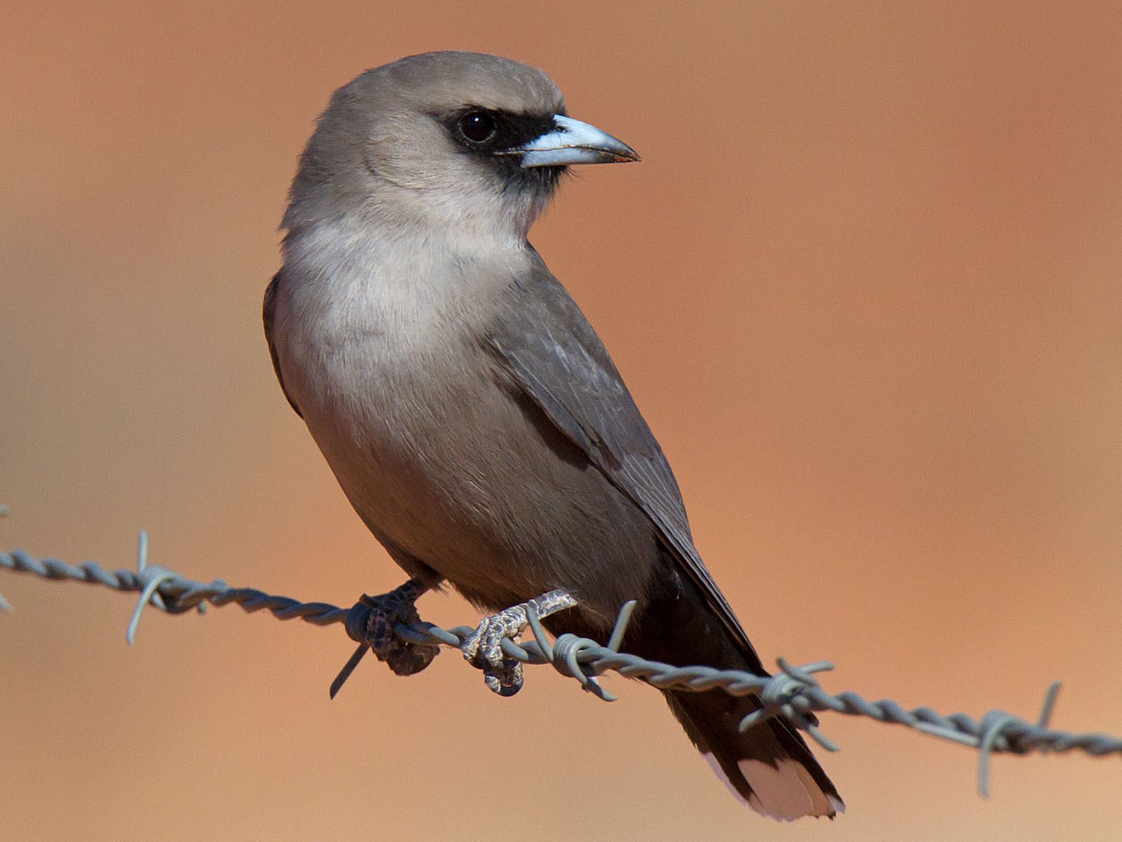 Black-faced Woodswallow - Martin & Penny Potter