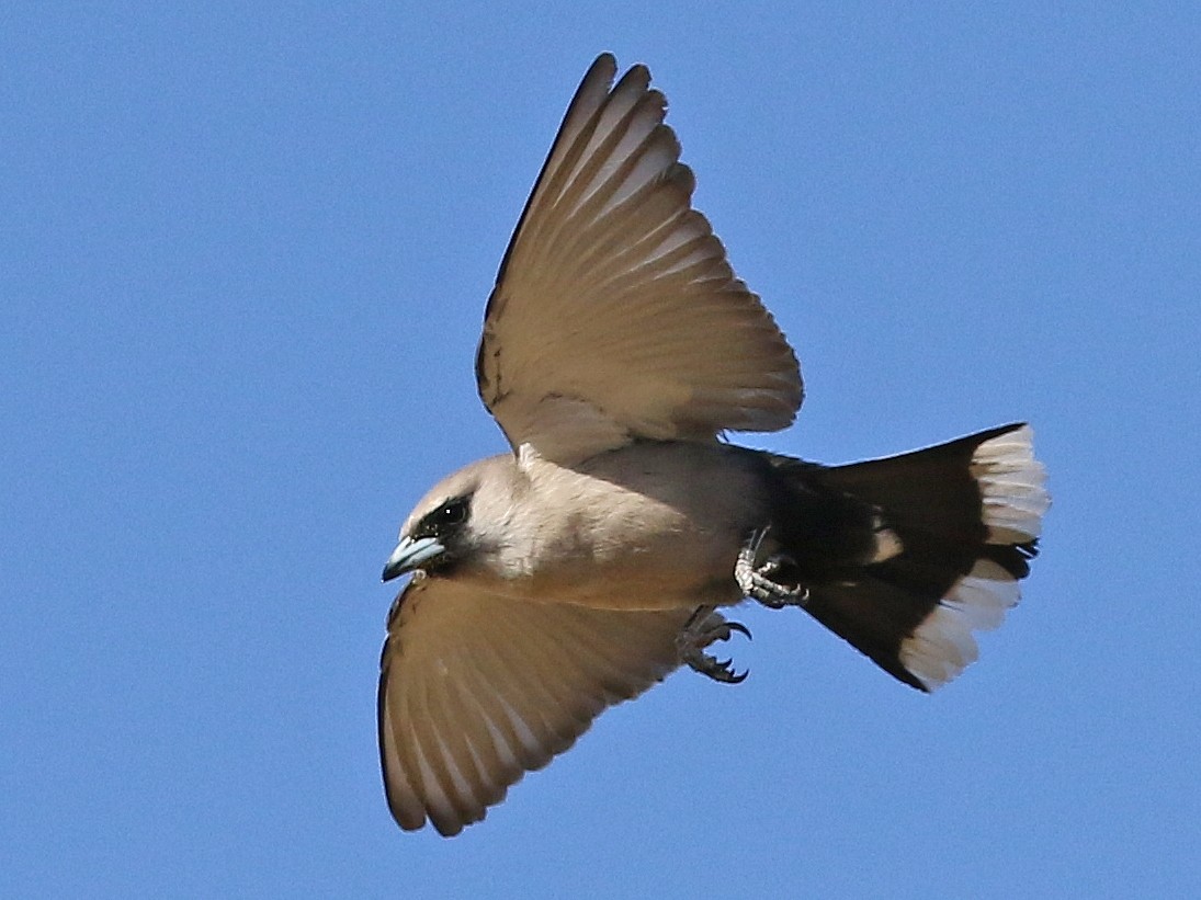 Black Faced Woodswallow EBird   1800