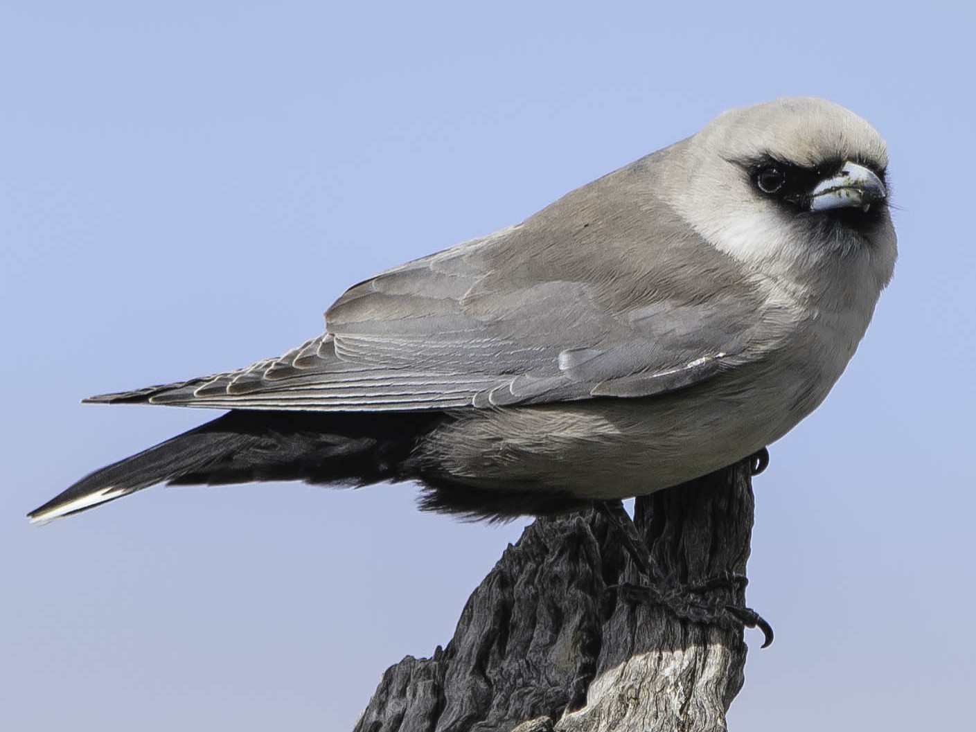 Black-faced Woodswallow - Adam Fry