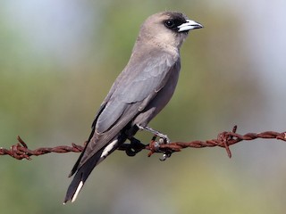  - Black-faced Woodswallow