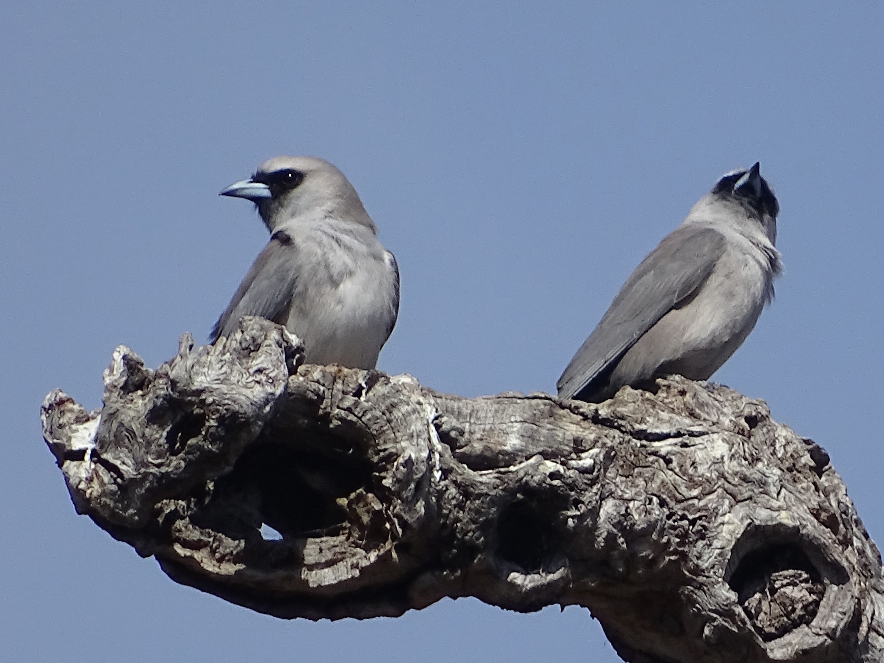 Black-faced Woodswallow - Richard Murray