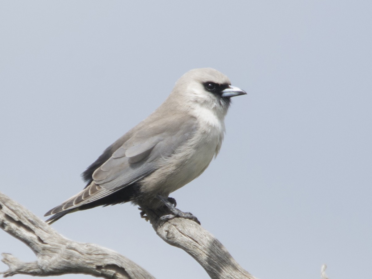 Black-faced Woodswallow - Owen Lishmund