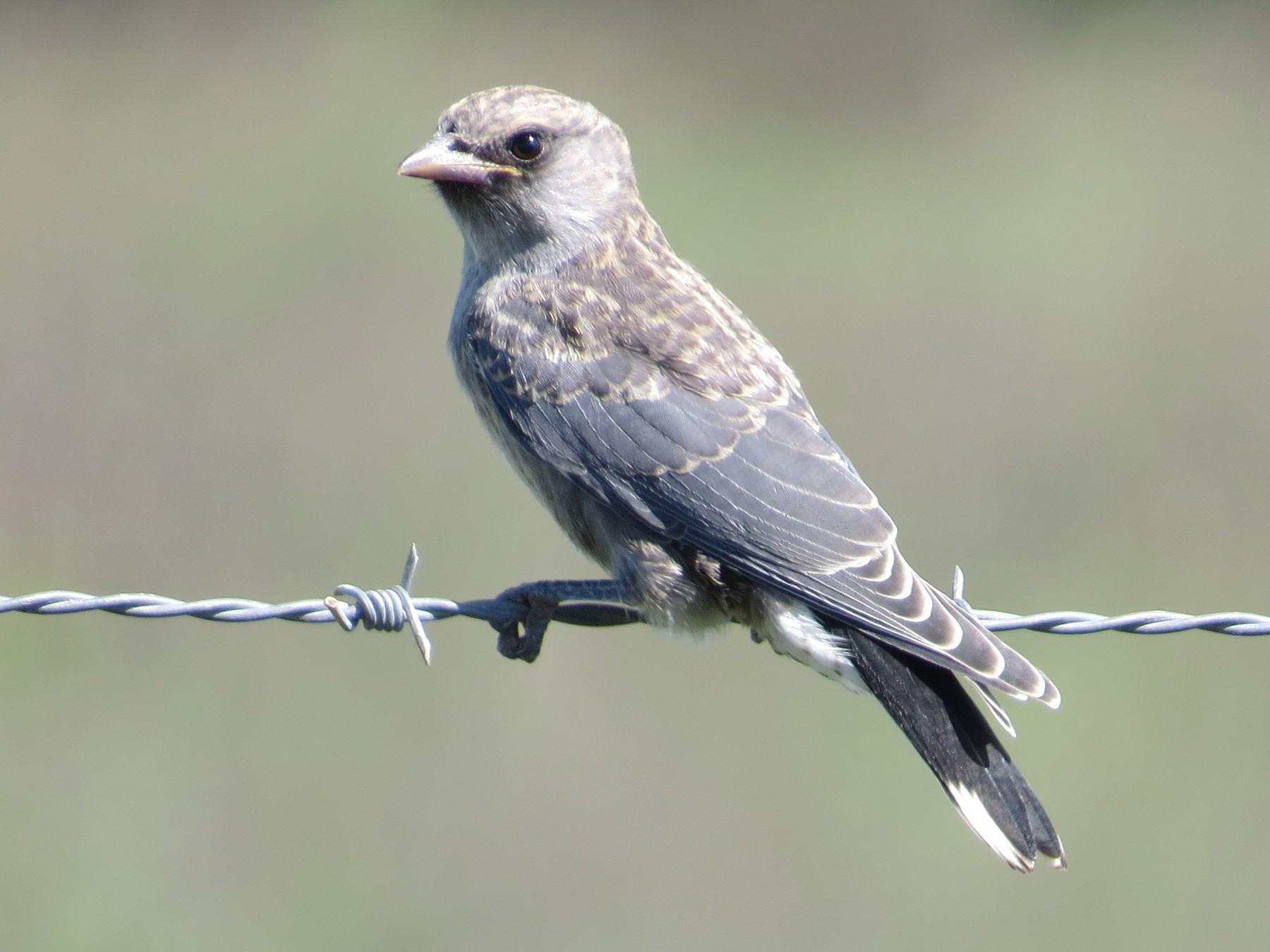 Black-faced Woodswallow - Len and Chris Ezzy