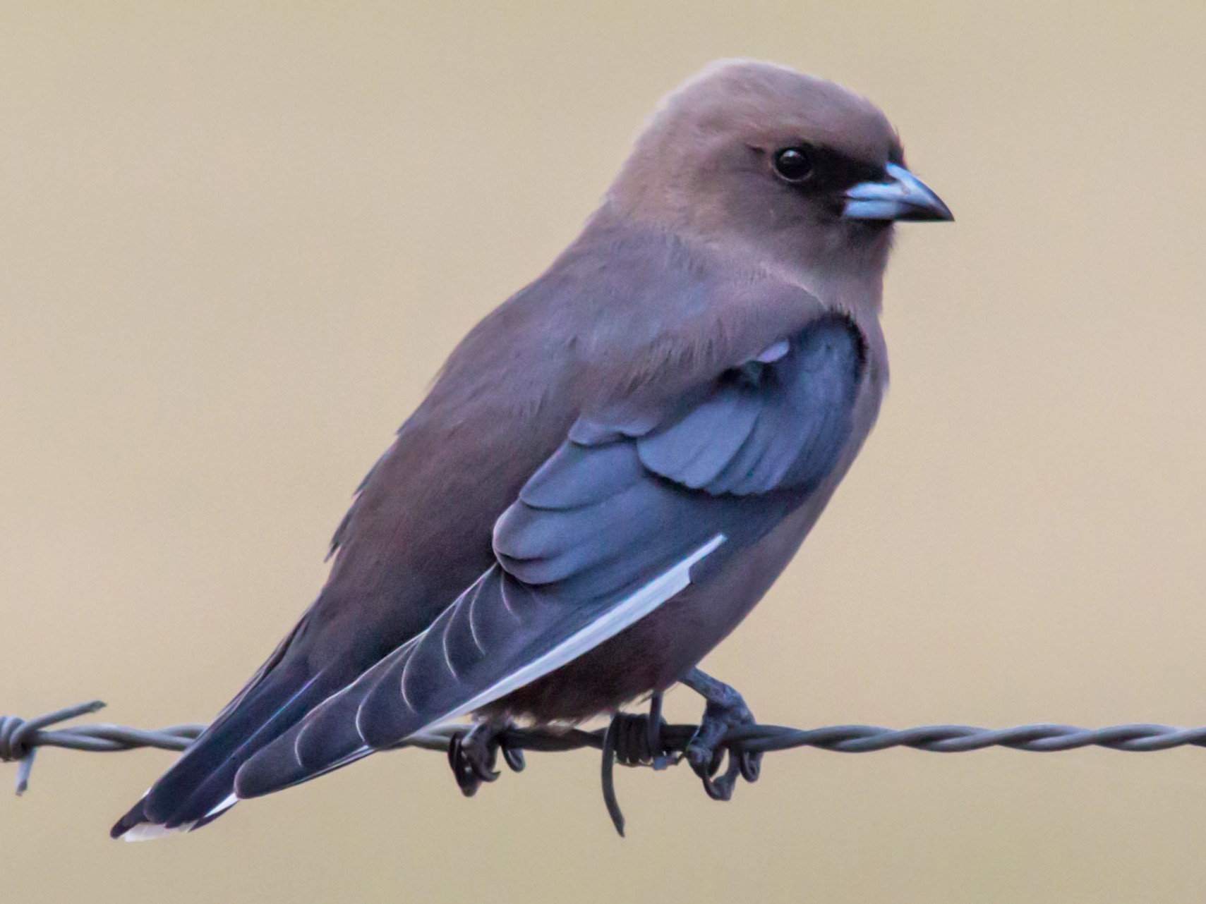 Dusky Woodswallow - Andrew Allen