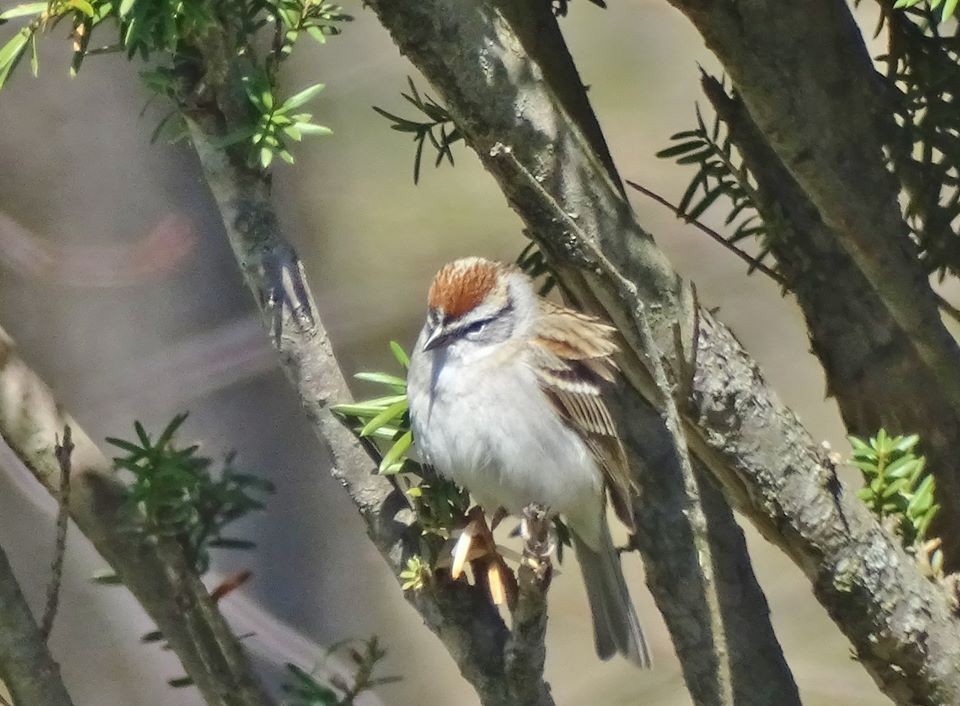 Chipping Sparrow - ML125701601