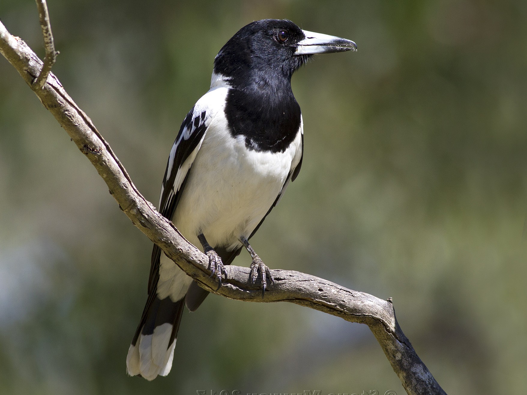 Pied Butcherbird eBird