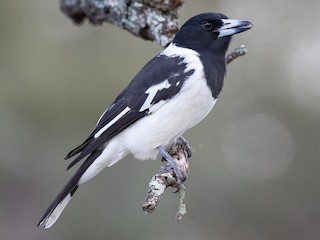  - Pied Butcherbird