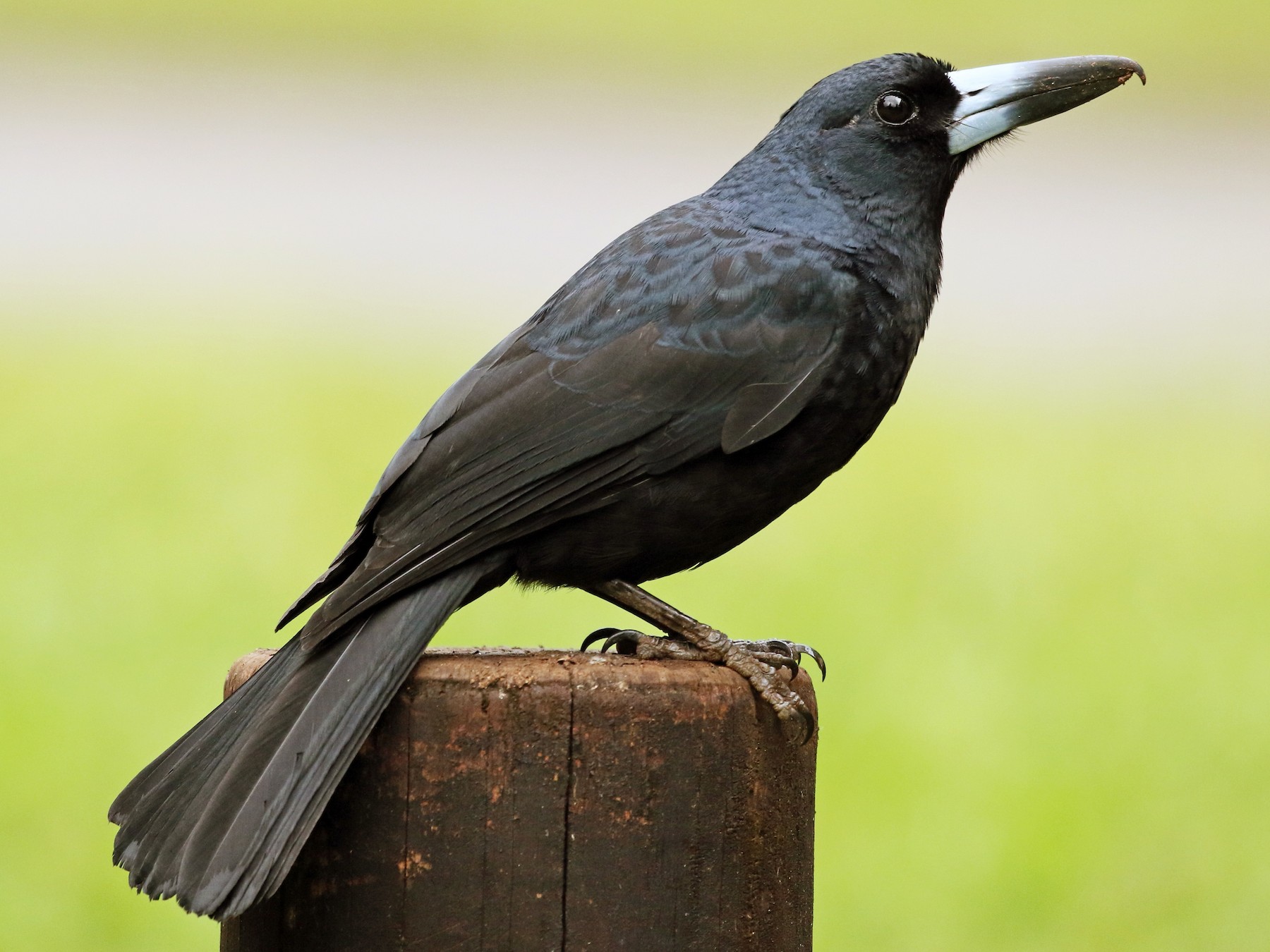 Black Butcherbird eBird