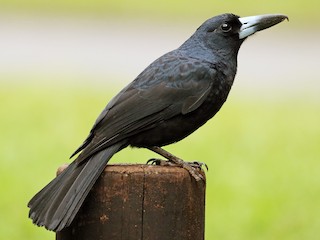  - Black Butcherbird
