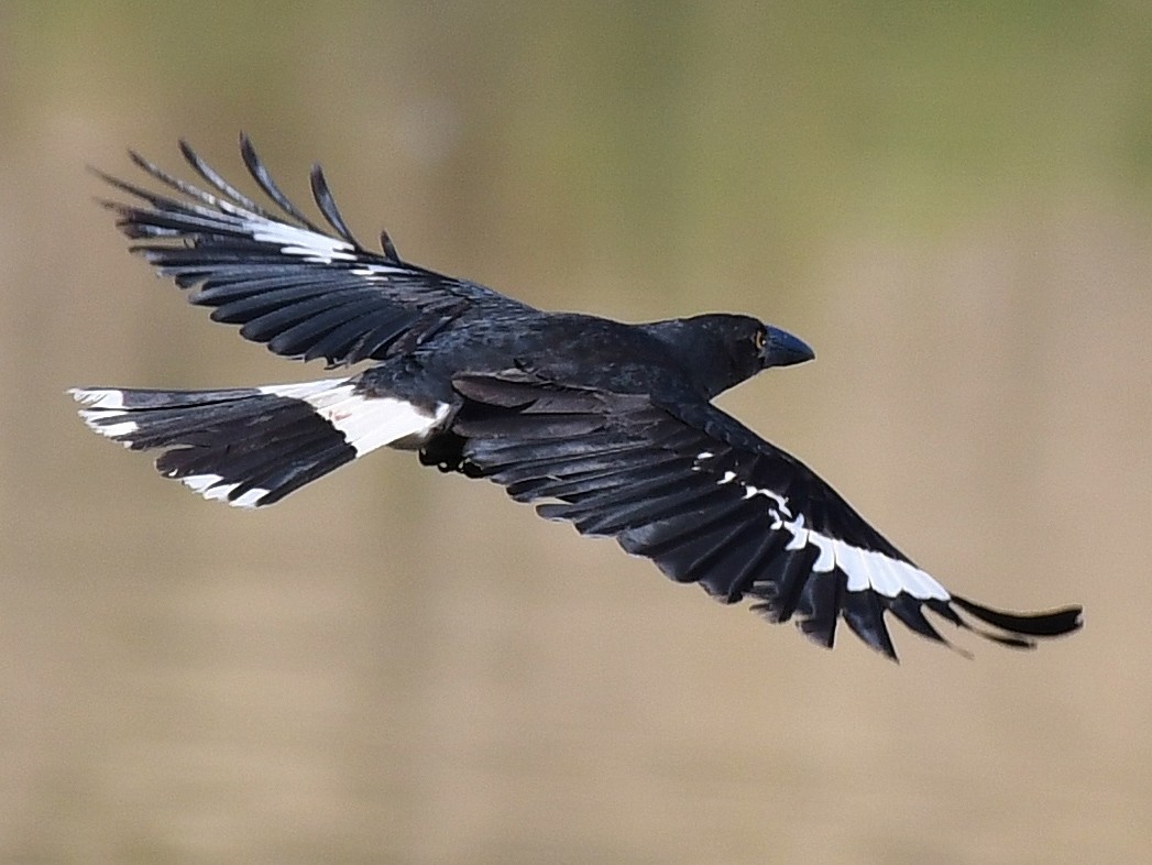 Pied Currawong - Terence Alexander