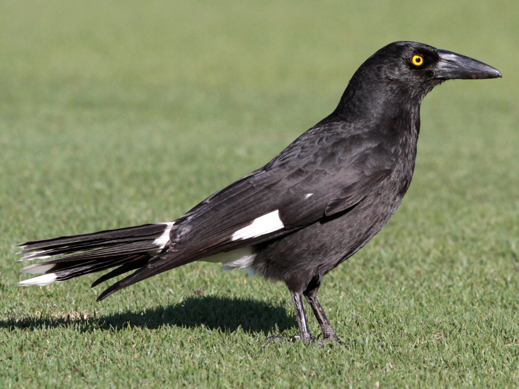 Pied Currawong - Corey Callaghan