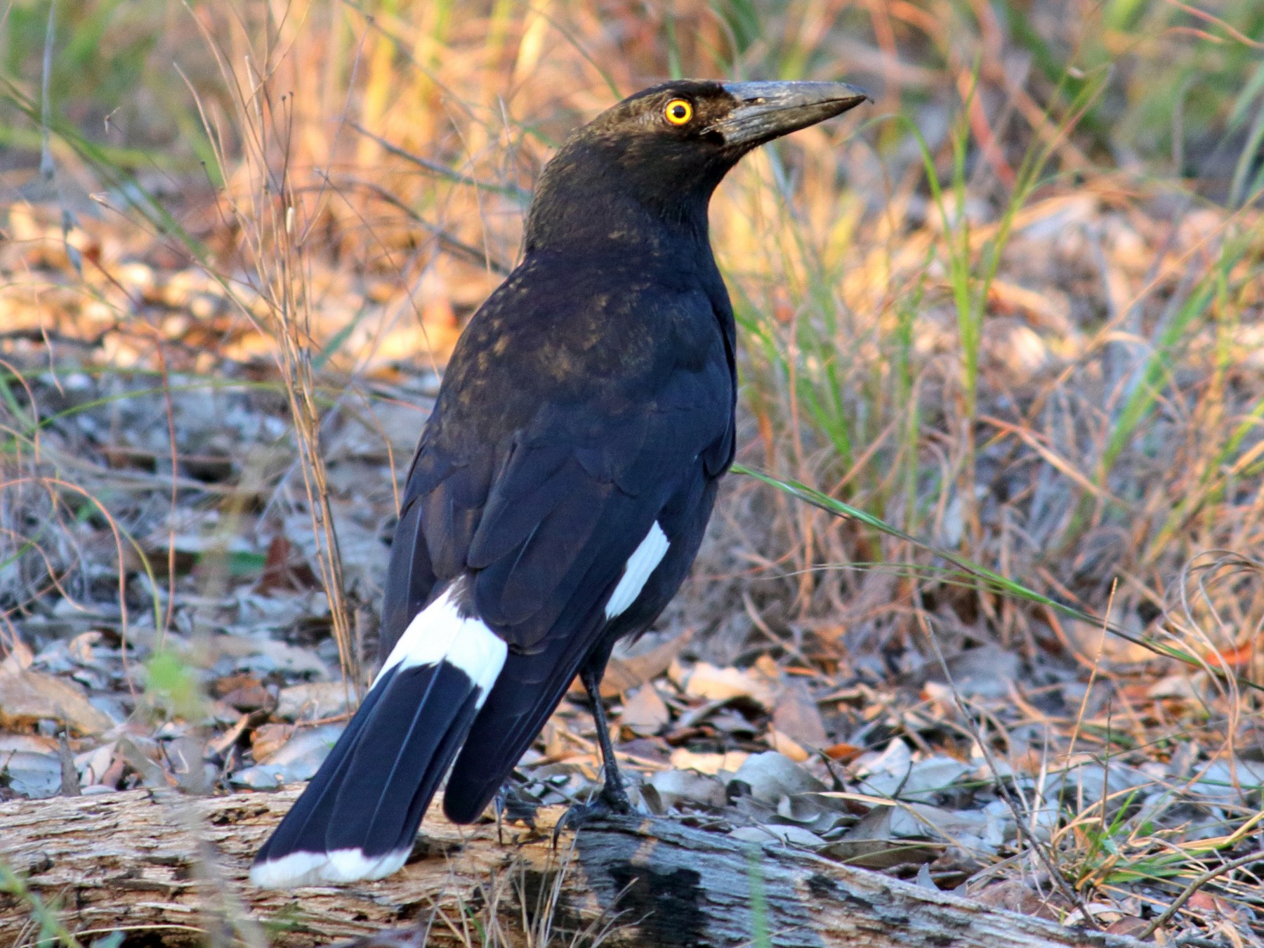 Pied Currawong - Chris A