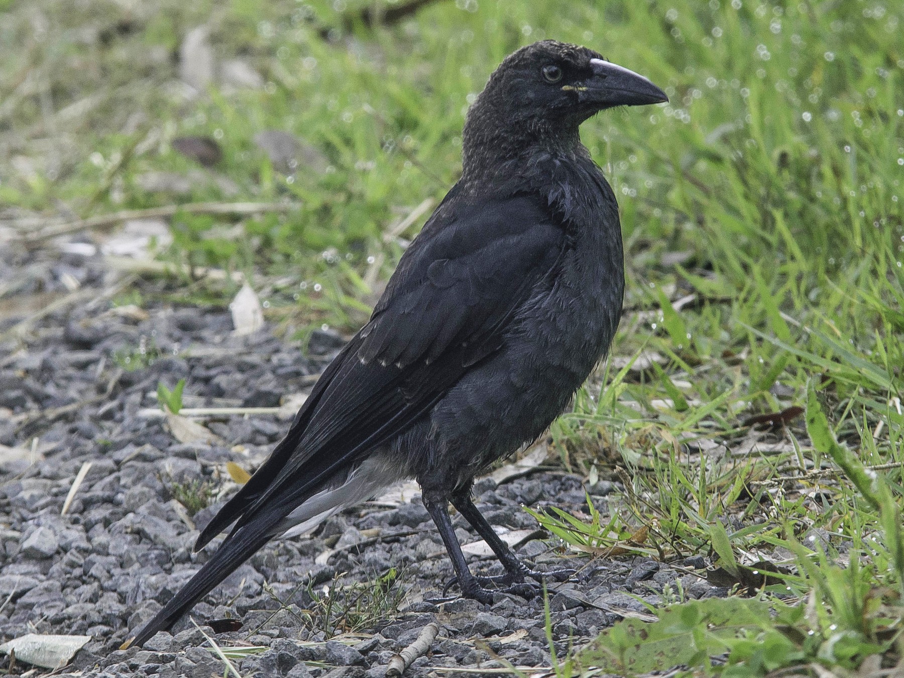 Pied Currawong - Adam Fry