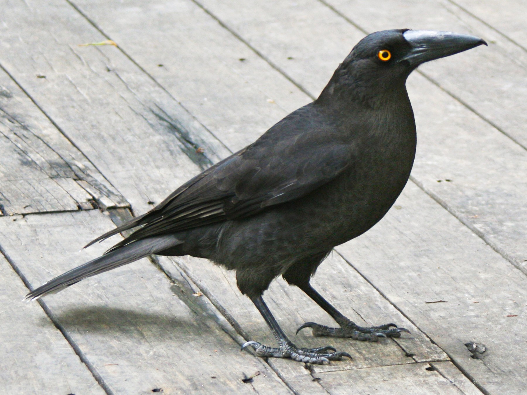 Black Currawong - Stuart Malcolm