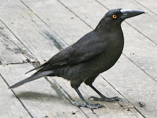  - Black Currawong