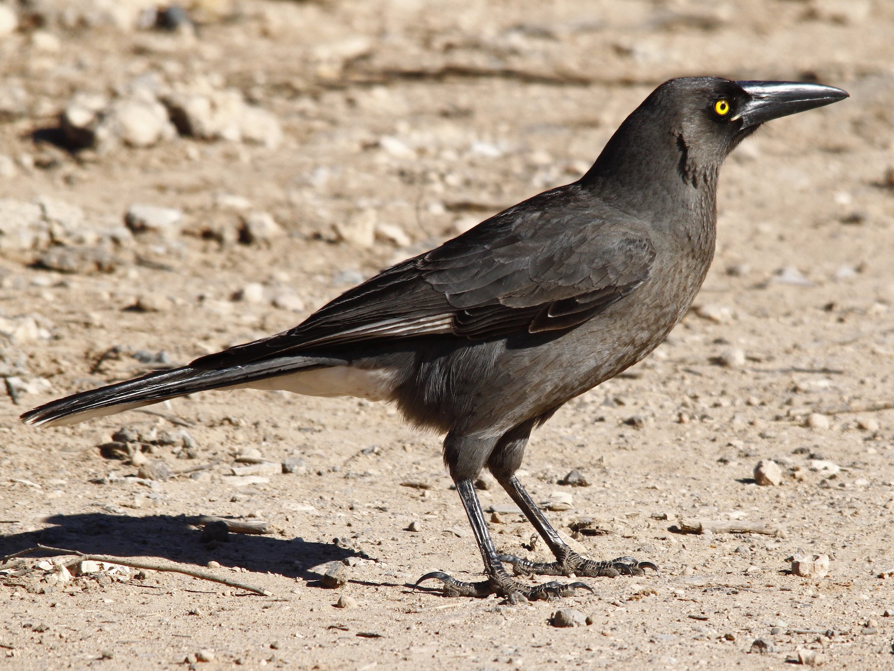 pied currawong, scientific name Strepera graculina