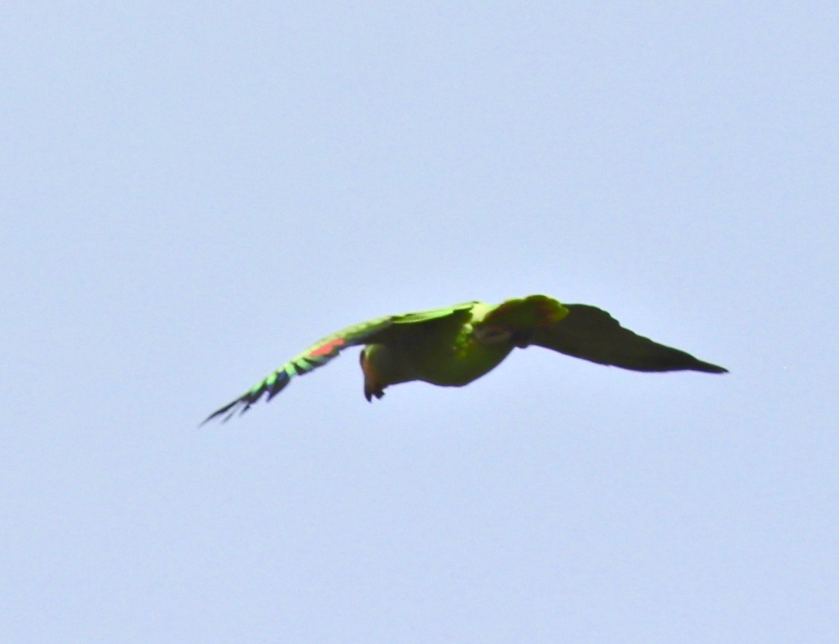 Orange-winged Parrot - Charlie   Nims