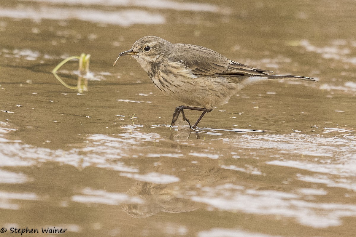 American Pipit - Stephen Wainer