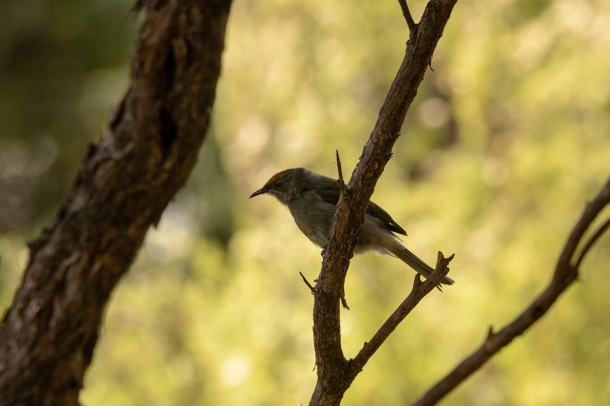 New Zealand Bellbird - Blaine Landsborough