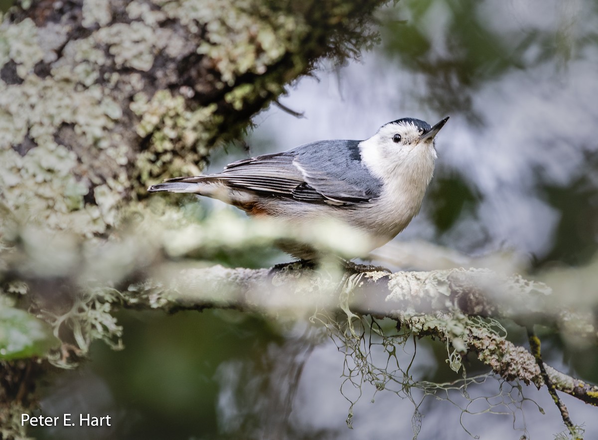 White-breasted Nuthatch - Peter Hart