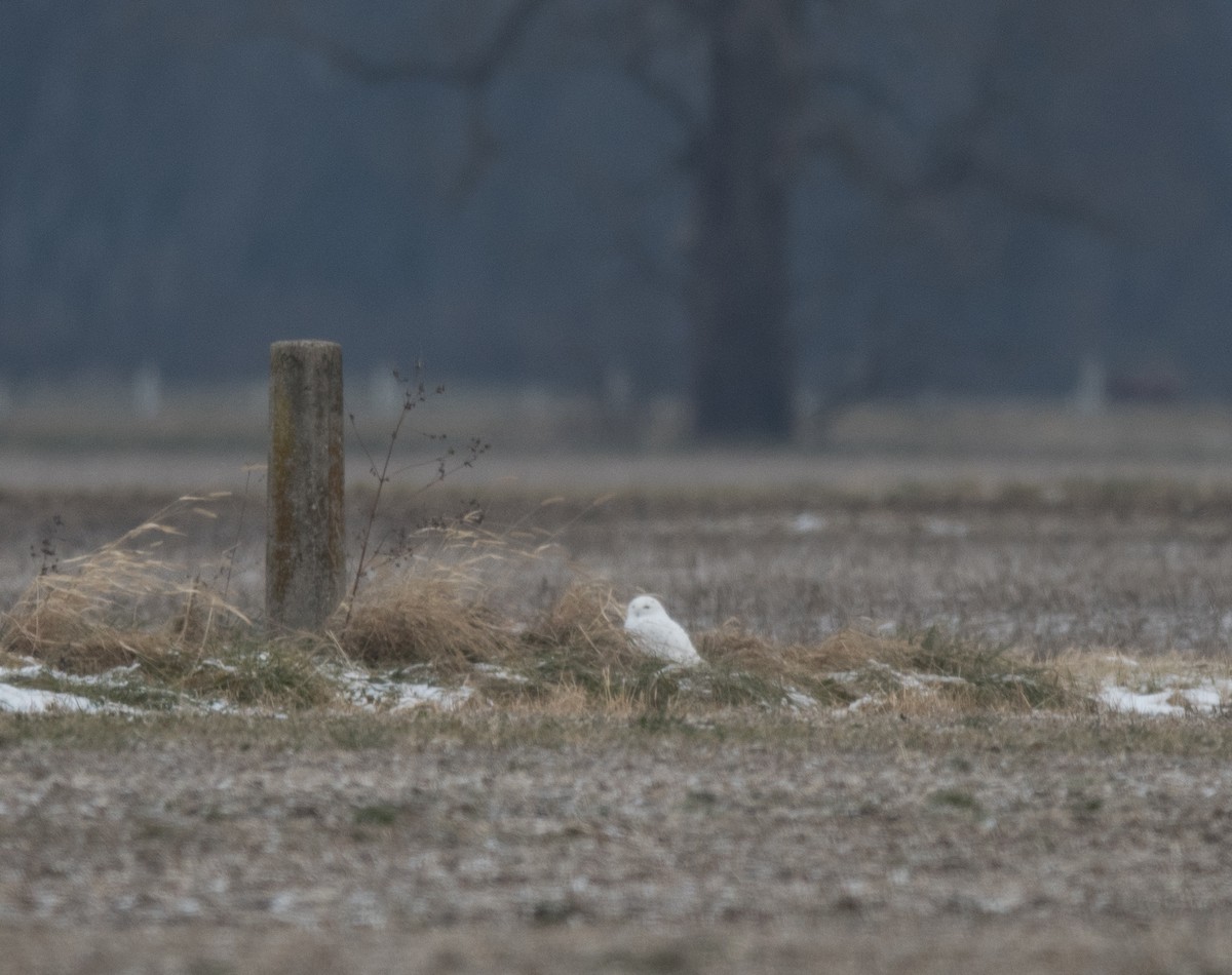 eBird Checklist - 28 Nov 2018 - Snowy Owl, Miller Cabinet Co. - 1 species